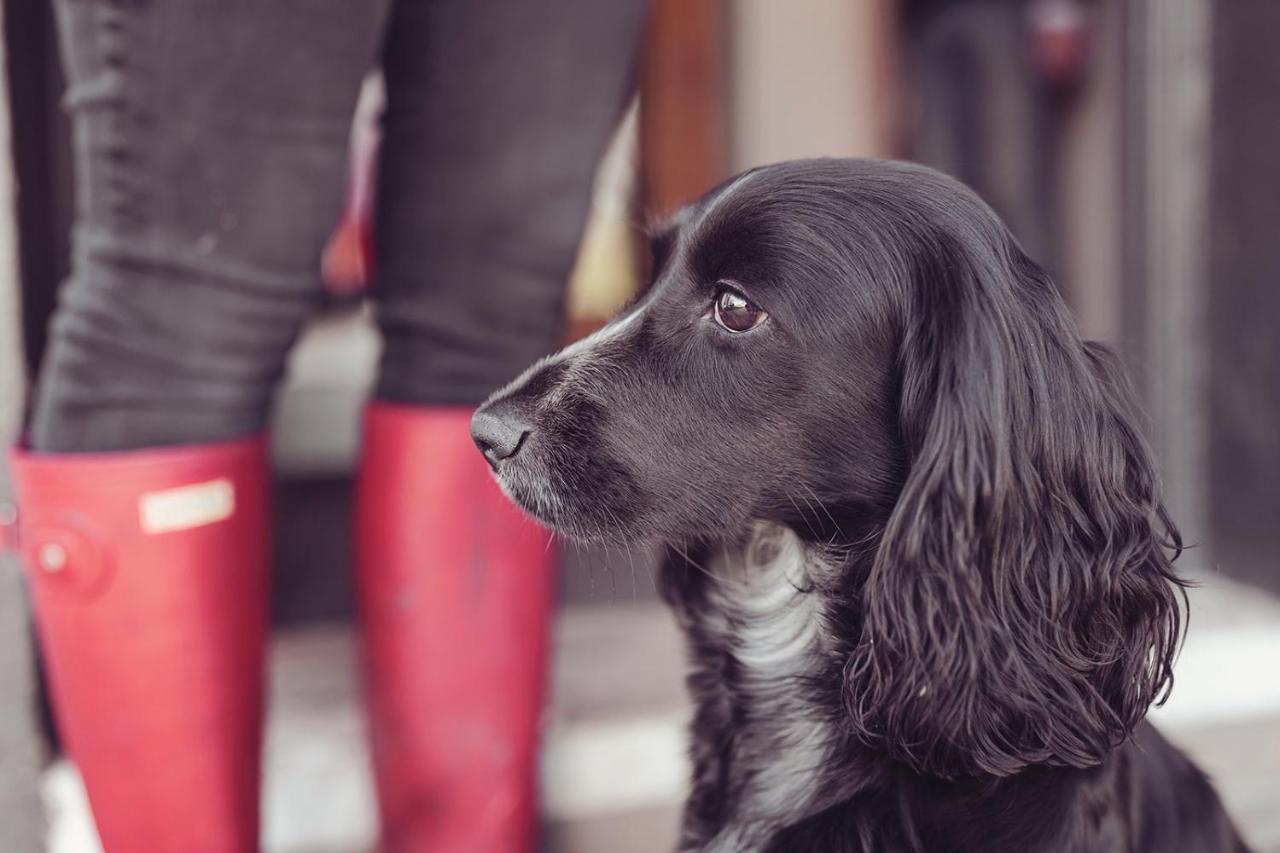 Longlands Inn & Cottages Carnforth Luaran gambar A black and white English Cocker Spaniel